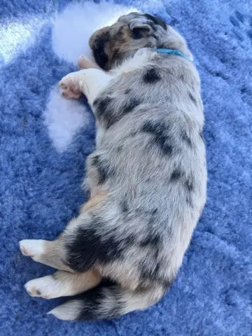 Monsieur bleu clair, Berger australien, élevage Du Vent Occitan