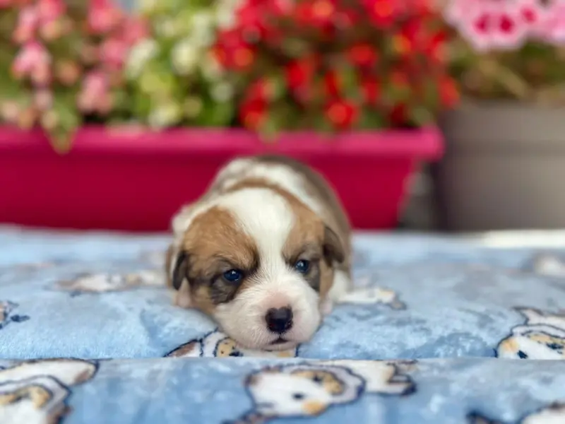 Chiot, Welsh corgi Cardigan, élevage De la Caverne des Anges