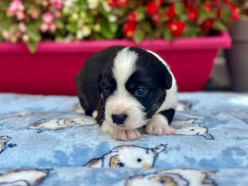 Chiot, Welsh corgi Cardigan, élevage De la Caverne des Anges