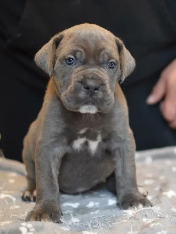 Beyoncé du Royaume de la Romance (F7), Cane corso, élevage Du Royaume de la Romance