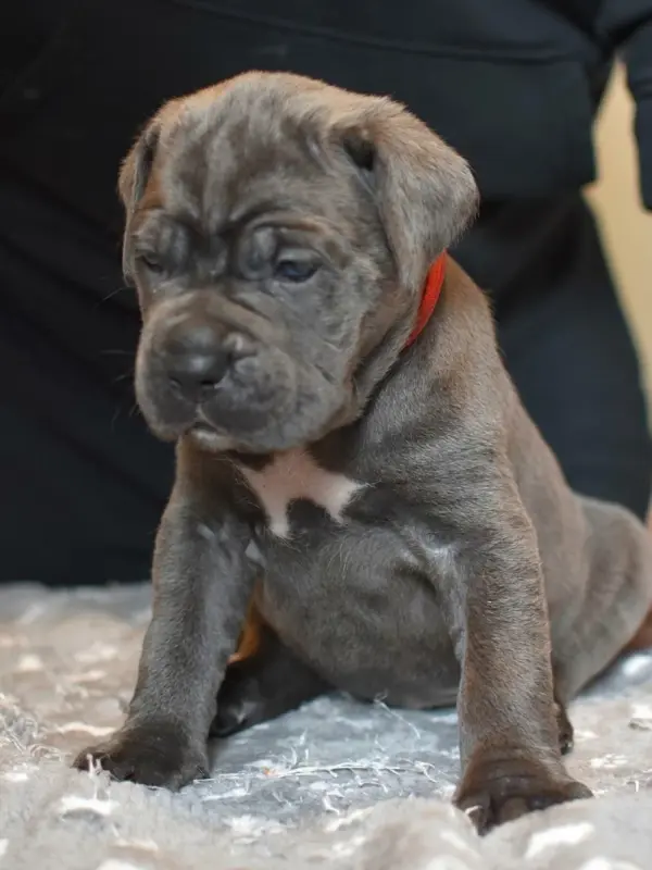 Portée de Cane corso, élevage Du Royaume de la Romance