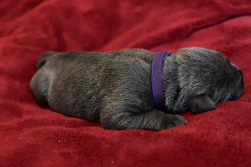Portée de Cane corso, élevage Du Royaume de la Romance
