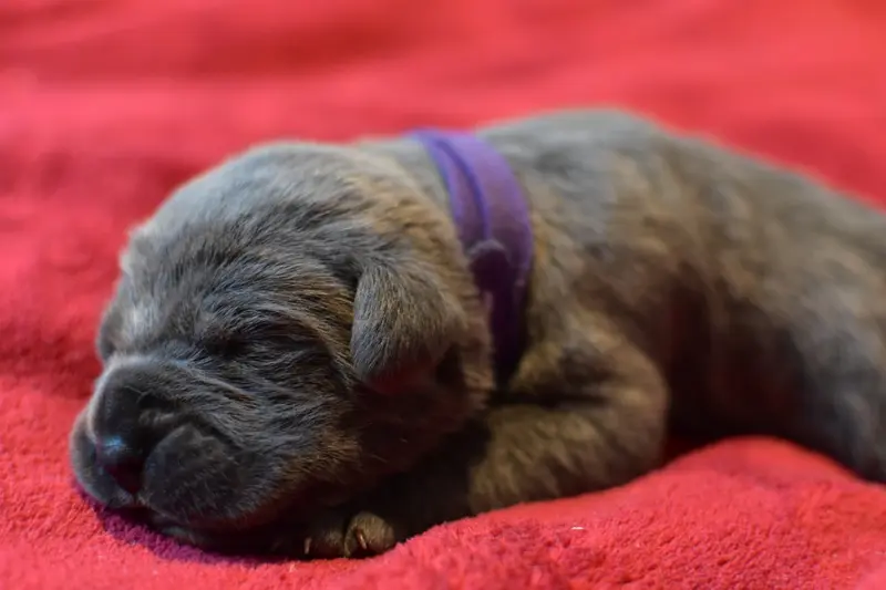 Portée de Cane corso, élevage Du Royaume de la Romance