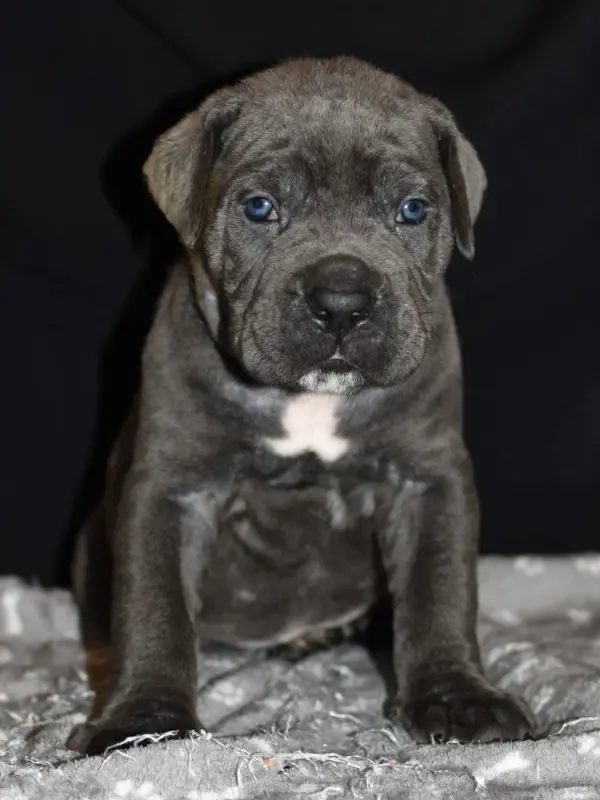 Baccardi du Royaume de la Romance (M1), Cane corso, élevage Du Royaume de la Romance
