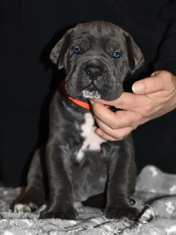 Beauty du Royaume de la Romance (F4), Cane corso, élevage Du Royaume de la Romance