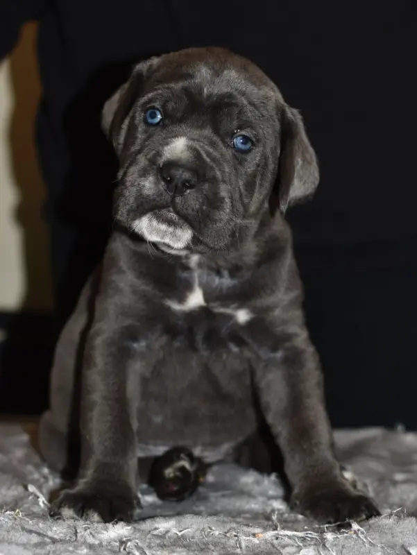 Brendy du Royaume de la Romance (F1), Cane corso, élevage Du Royaume de la Romance
