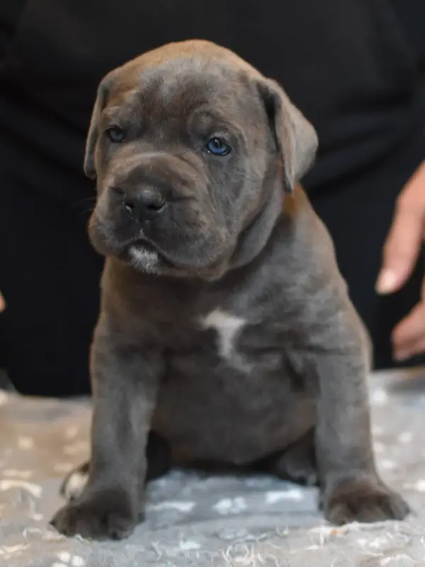 Portée de Cane corso, élevage Du Royaume de la Romance
