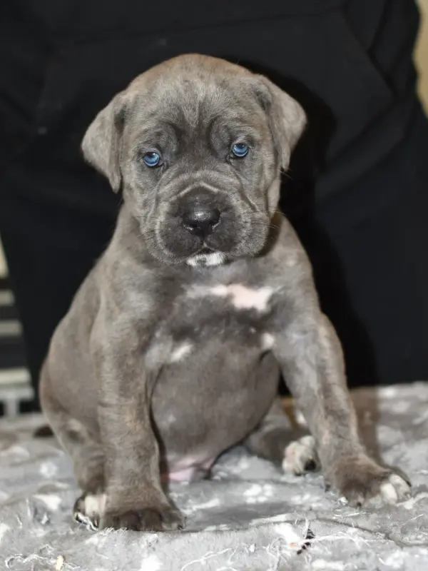 Biggie du Royaume de la Romance (M4), Cane corso, élevage Du Royaume de la Romance