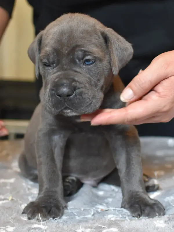 Busta Rhymes du Royaume de la Romance (M3), Cane corso, élevage Du Royaume de la Romance