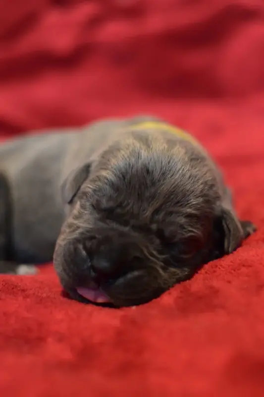 Birdy du Royaume de la Romance (F2), Cane corso, élevage Du Royaume de la Romance