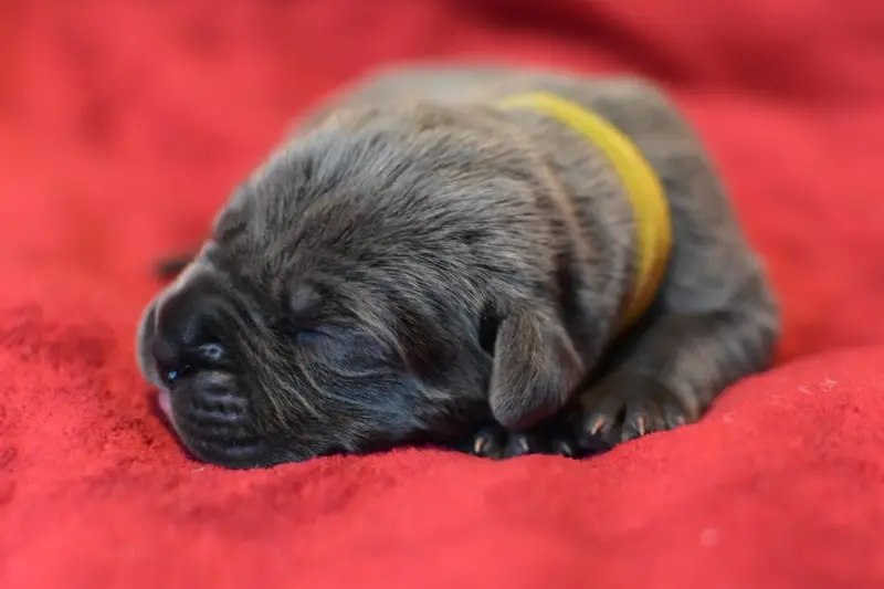 Portée de Cane corso, élevage Du Royaume de la Romance