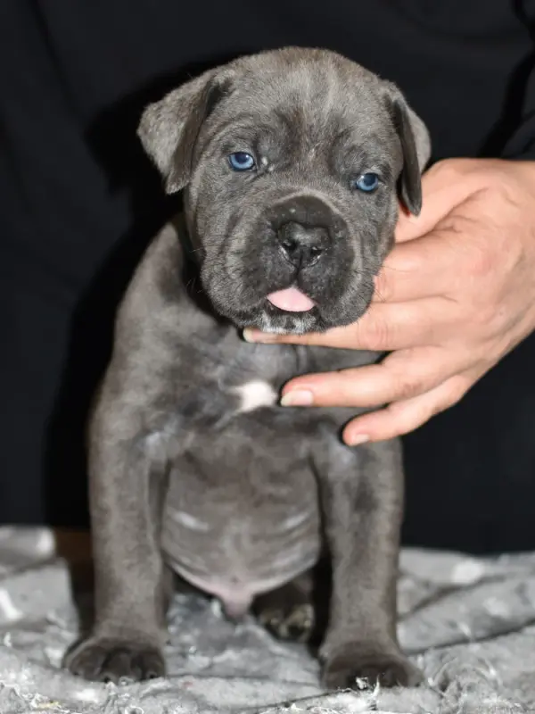 Buddy (Balto) du Royaume de la Romance (M5), Cane corso, élevage Du Royaume de la Romance
