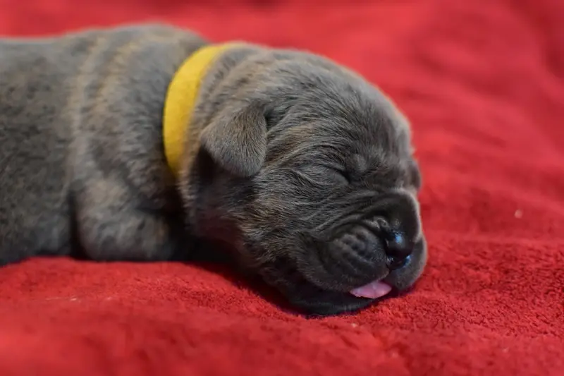 Portée de Cane corso, élevage Du Royaume de la Romance