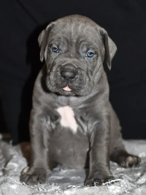 Britney du Royaume de la Romance (F5), Cane corso, élevage Du Royaume de la Romance