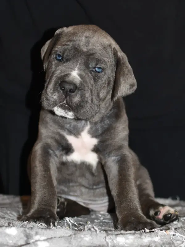 Biba du Royaume de la Romance (F8), Cane corso, élevage Du Royaume de la Romance