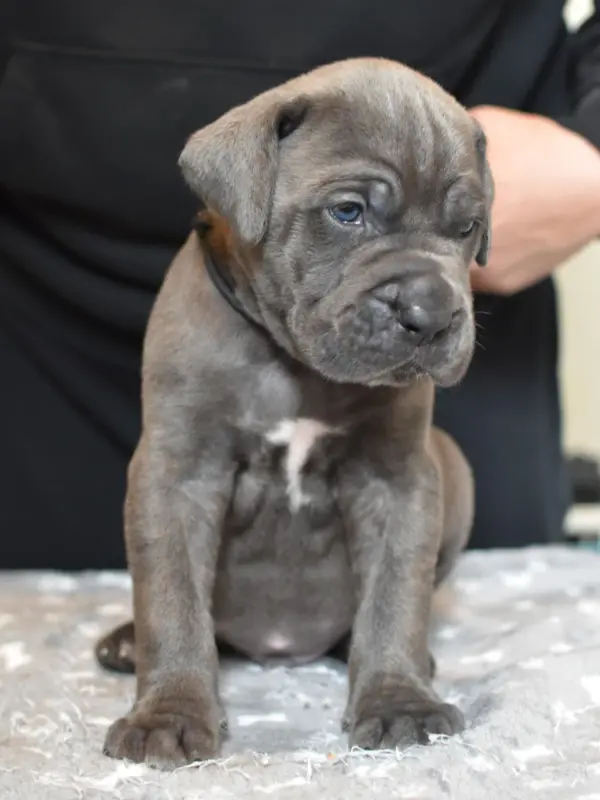 Booba du Royaume de la Romance (M2), Cane corso, élevage Du Royaume de la Romance