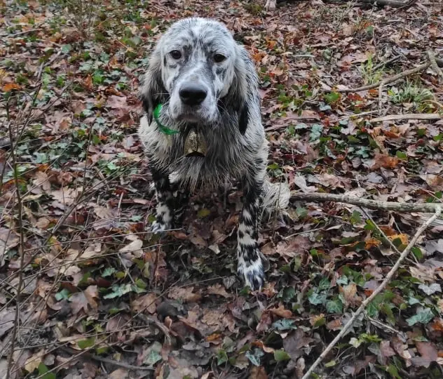 Père de la portée de Setter anglais, élevage De Kerliancy