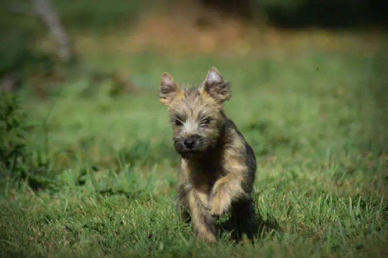 Portée de Cairn terrier, élevage De la Vallee Caid