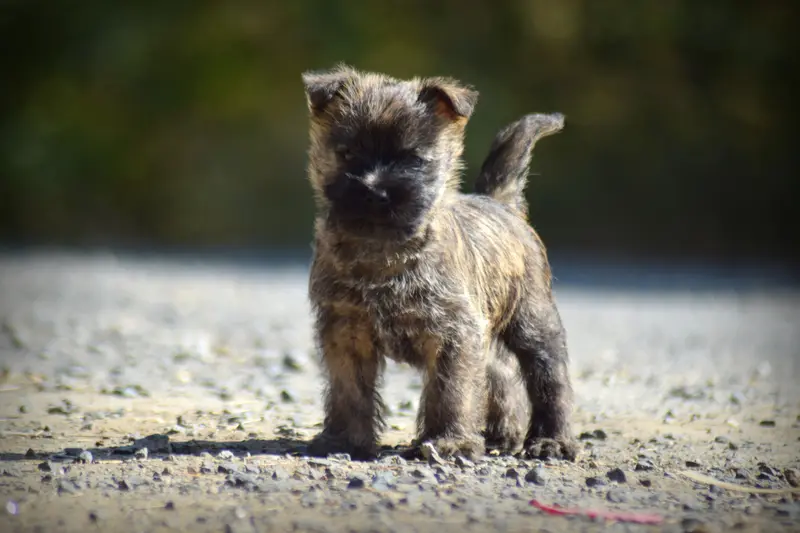 Portée de Cairn terrier, élevage De la Vallee Caid