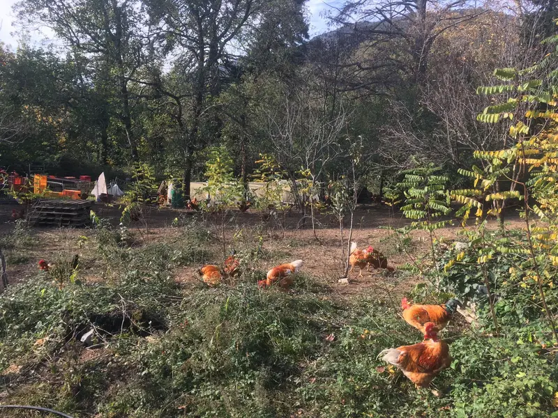 Photo de l'élevage Domaine de Blacher