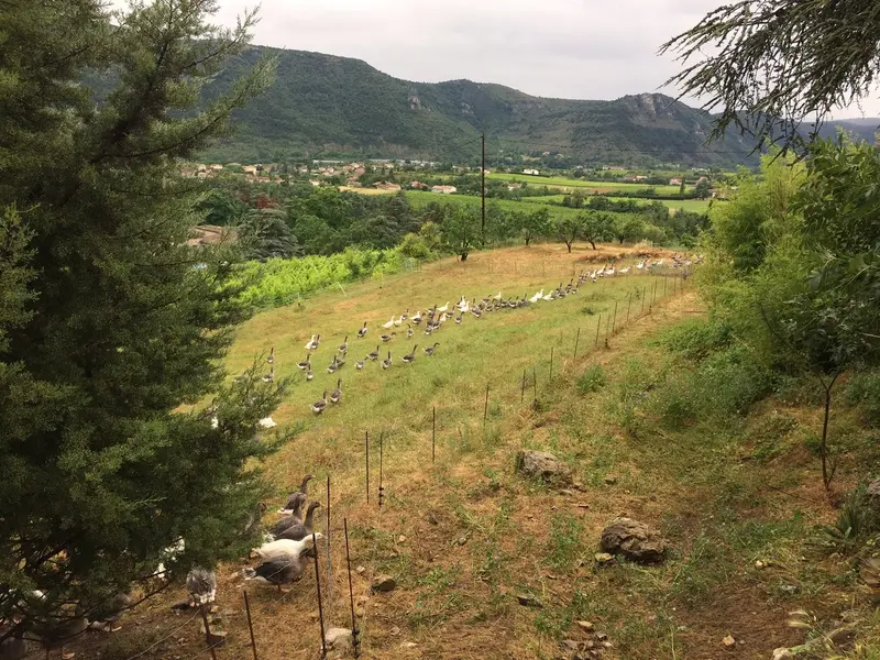 Photo de l'élevage Domaine de Blacher