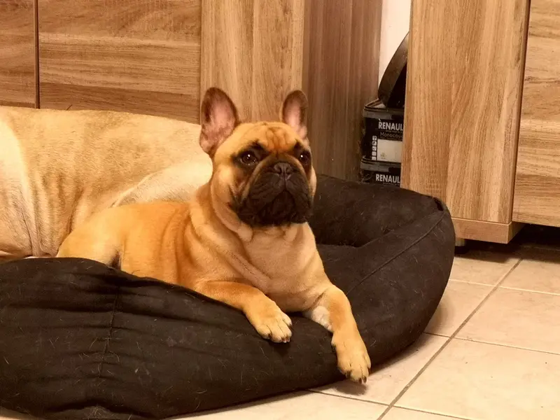 Père de la portée de Bouledogue français, élevage à Vaux-sur-Seulles