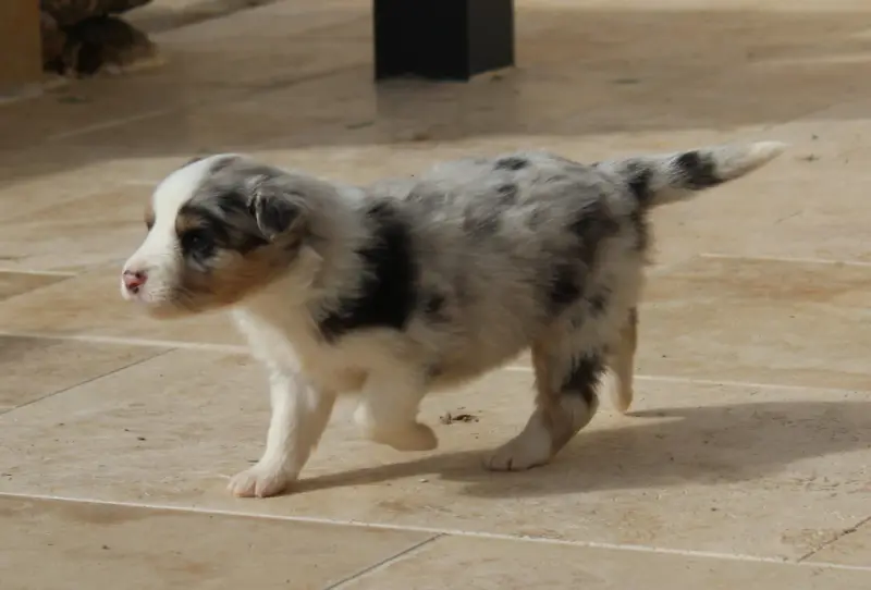 Belle, Berger australien, élevage Du Bocage Blanc