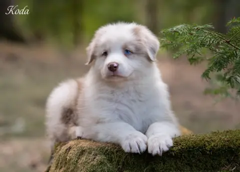 Koda, Berger australien, élevage Du Reve Austral