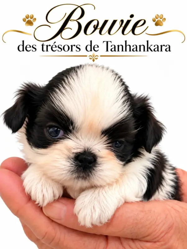 Bowie des trésors de tanhankara, Shih tzu, élevage Des Tresors de Tanhankara