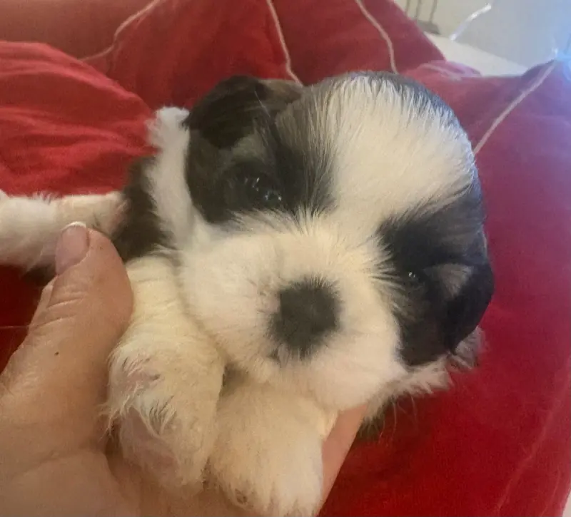 Portée de Shih tzu, élevage Des Tresors de Tanhankara