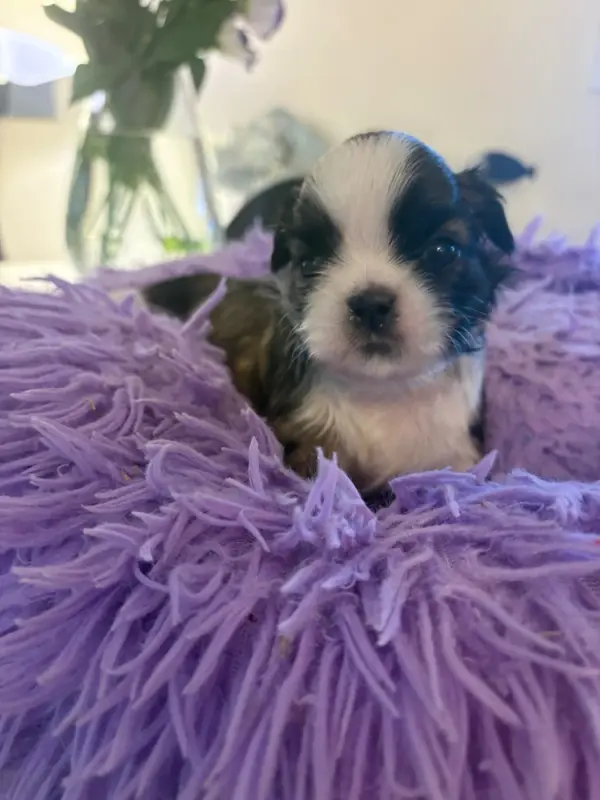 Portée de Shih tzu, élevage Des Tresors de Tanhankara