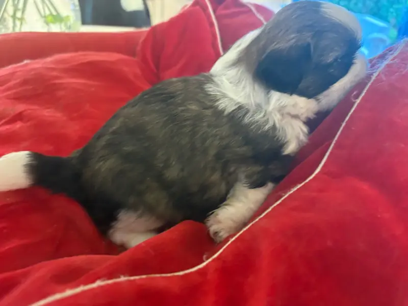 Portée de Shih tzu, élevage Des Tresors de Tanhankara