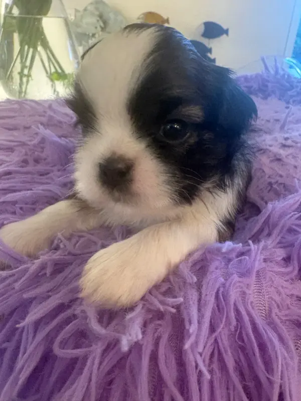 Portée de Shih tzu, élevage Des Tresors de Tanhankara