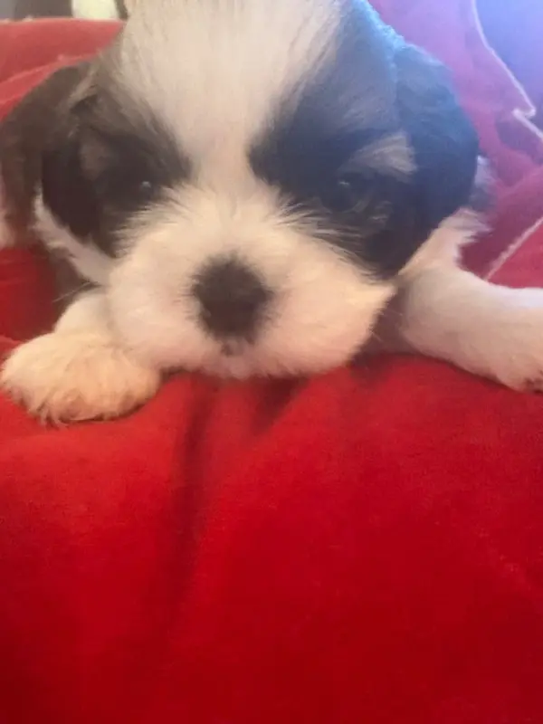 Portée de Shih tzu, élevage Des Tresors de Tanhankara