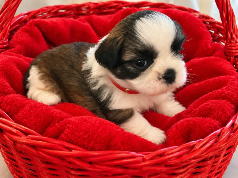 Chiot N°4 collier rouge, Shih tzu, élevage Des Tresors de Tanhankara