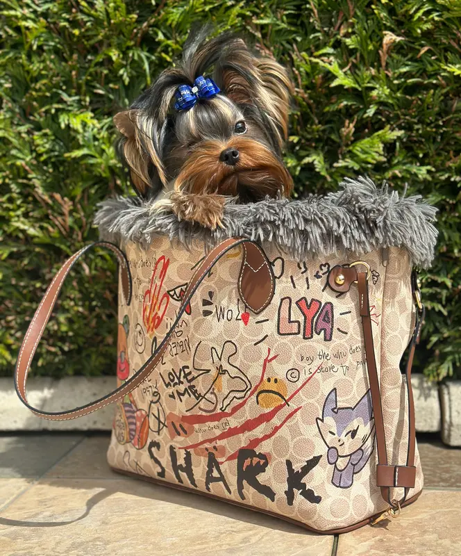 Père de la portée de Yorkshire terrier, élevage Du Domaine des Chouettes Enchantees