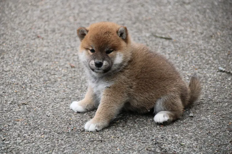 Portée de Shiba inu, élevage Des Legendes du Triskel