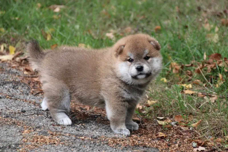 Portée de Shiba inu, élevage Des Legendes du Triskel