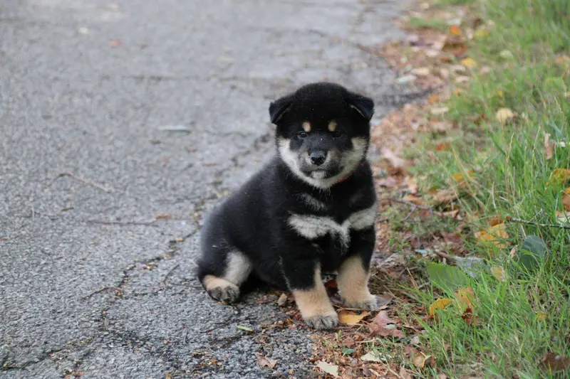 collier rouge, Shiba inu, élevage Des Legendes du Triskel