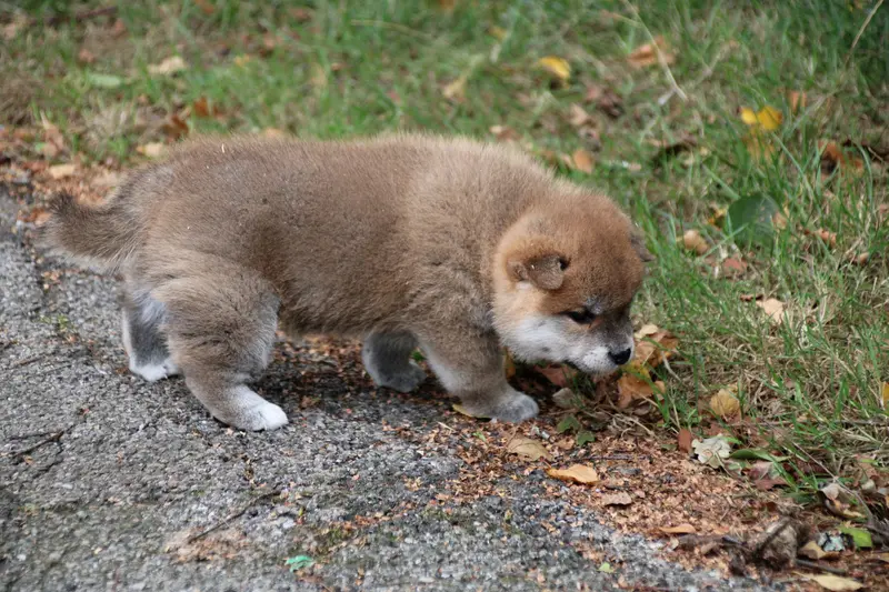Portée de Shiba inu, élevage Des Legendes du Triskel