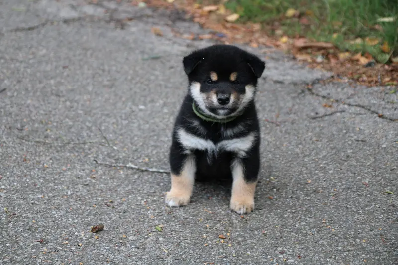 collier kaki, Shiba inu, élevage Des Legendes du Triskel