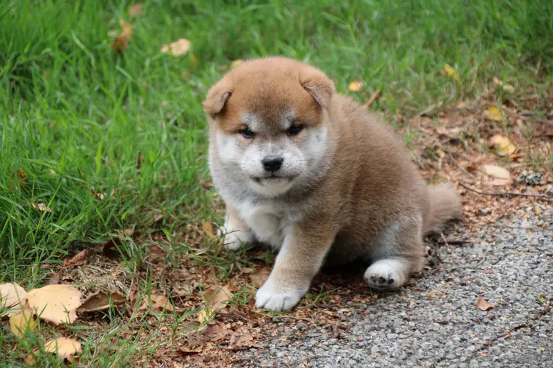 collier jaune, Shiba inu, élevage Des Legendes du Triskel