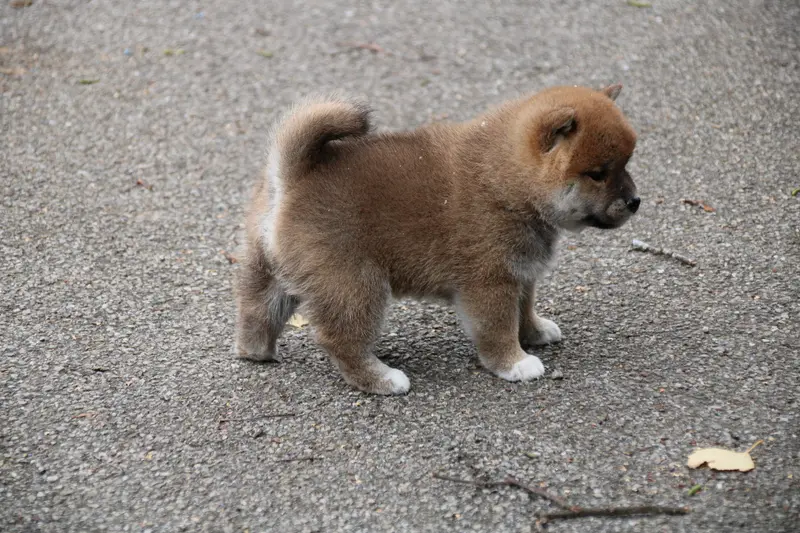 Portée de Shiba inu, élevage Des Legendes du Triskel