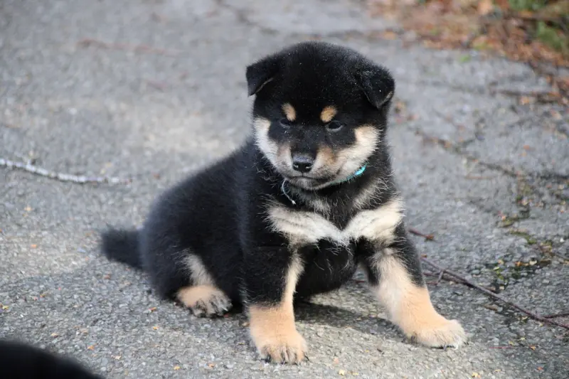 collier turquoise, Shiba inu, élevage Des Legendes du Triskel