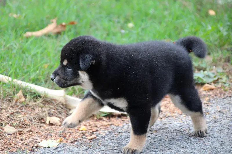 Portée de Shiba inu, élevage Des Legendes du Triskel