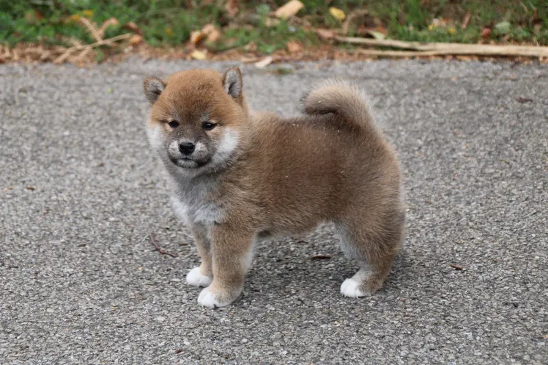 Portée de Shiba inu, élevage Des Legendes du Triskel