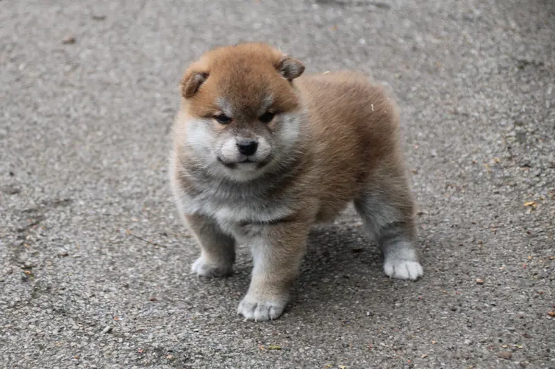 Portée de Shiba inu, élevage Des Legendes du Triskel