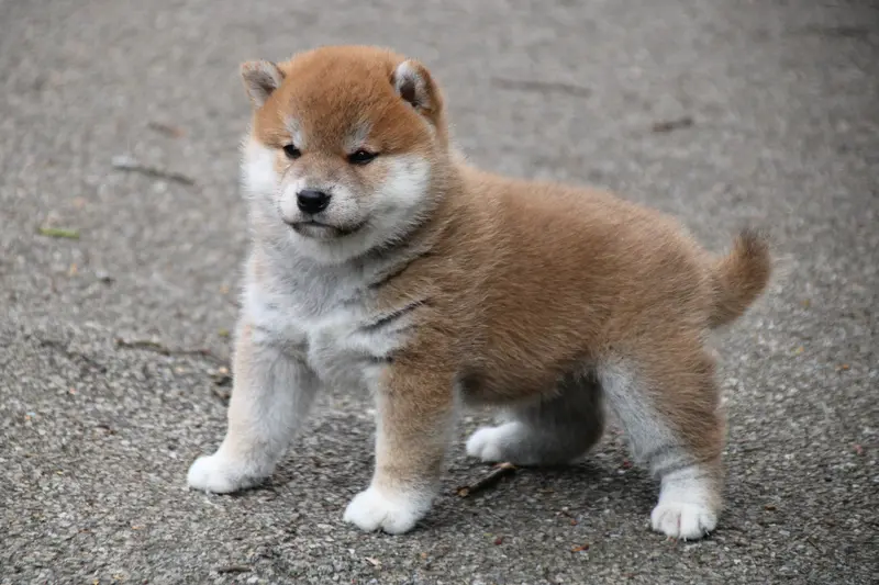 collier orange, Shiba inu, élevage Des Legendes du Triskel