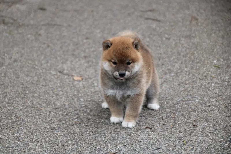 Portée de Shiba inu, élevage Des Legendes du Triskel