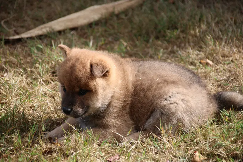 Portée de Shiba inu, élevage Des Legendes du Triskel